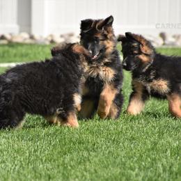 German Shepherd Puppies from Carner German Shepherds