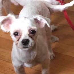Maltese from Leslie's Maltese Dogs
