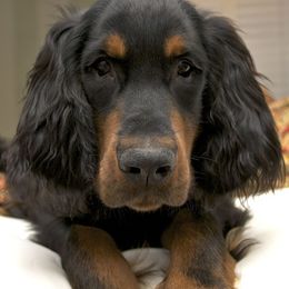 English Setter, Golden Retriever, and Gordon Setter Puppies from Katherine's Gordon Setters, English Setters, and Golden Retrievers