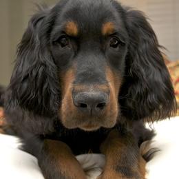 English Setter, Golden Retriever, and Gordon Setter Puppies from Katherine's Gordon Setters, English Setters, and Golden Retrievers