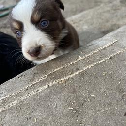 Girl 3 - Red tri-color Australian Shepherd puppy in Michigan from RebelRiver Ranch-Australian Shepherds