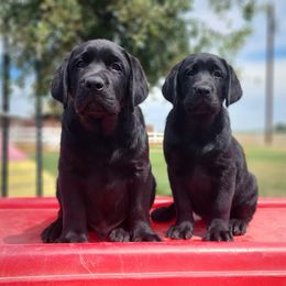Labrador Retriever Puppies from Eternity Labradors