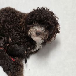 Bernedoodle, Cavapoo, Goldendoodle, Poodle, and Shihpoo Puppies from Sugarland's Texas Goldendoodles