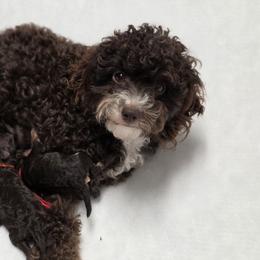 Bernedoodle, Cavapoo, Goldendoodle, Poodle, and Shihpoo Puppies from Sugarland's Texas Goldendoodles