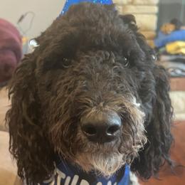 ACE - Poodle