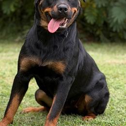 Prada - Black and mahogany female Rottweiler puppy in Fredericktown, Missouri from Obsessions Rottweiler