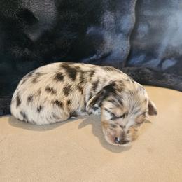 Dachshund Puppies from The Rooted Place