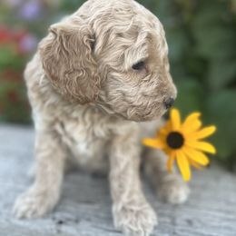 Goldendoodle Puppies from Jess’ Golden Doodles