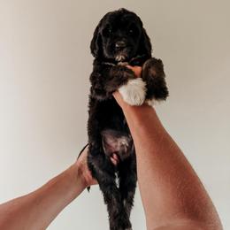 Gunnar - Black and white male Sheepadoodle puppy in Wabash, Indiana from DOODCompany