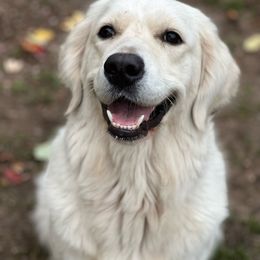 Athena - Golden Retriever