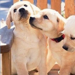 Labrador Retrievers from Your Lik