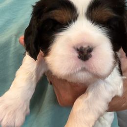Gwenevere - Tri-color female Cavalier King Charles Spaniel puppy in Anaheim Hills, California from Coulombe Puppy’s