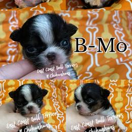 B-Mo - Black and tan male Chihuahua puppy in Kannapolis, North Carolina from East Coast Bull Terriers N Chihuahuas