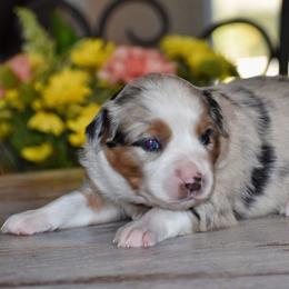 Autumn - Blue merle female Miniature Australian Shepherd puppy in Lowgap, North Carolina from Baileys Mini Aussies