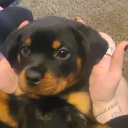 Girl 2 - Rottweiler puppy in Maplewood Park, Ohio from Outlaw Rottweilers and Training