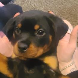 Girl 2 - Rottweiler puppy in Maplewood Park, Ohio from Outlaw Rottweilers and Training