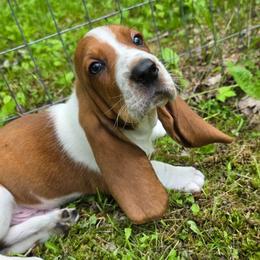 Scooby Doo 3000 - Mahogany and white male Basset Hound puppy in Big Rapids, Michigan from Basket Hound Bassets