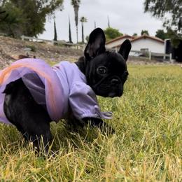 French Bulldog Puppies from Divine French Bulldogs