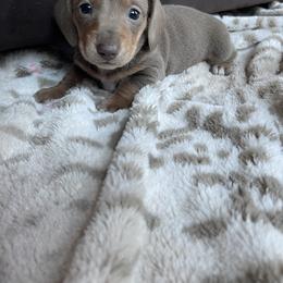 Dachshund Puppies from Vandruff Creek Mini Dachshunds