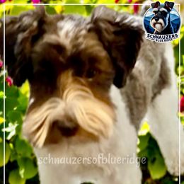 COURVOISIER - Miniature Schnauzer