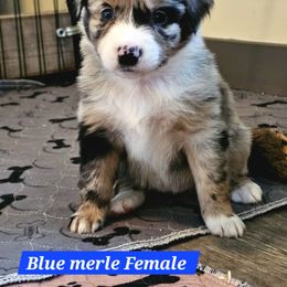 Blue Merle Female - Blue merle female Australian Shepherd puppy in Montrose, Iowa from A-J Farms Iowa