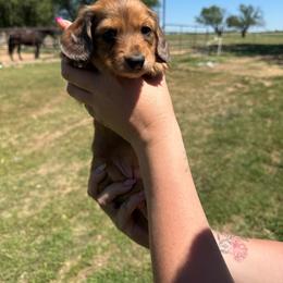 Dallie - Dapple female Dachshund puppy in West Cleo, Oklahoma from 4L Doxies