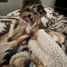 Bentlee - Yorkshire Terrier