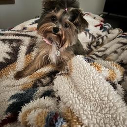 Bentlee - Yorkshire Terrier