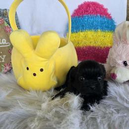Black girl - Black and white female Shih Tzu puppy in Newark, Ohio from Gemini Kennels
