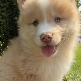 Adonis - Red and white male Pomsky puppy in Ravena, New York from Osiris’s Siberians & Pomskies