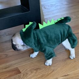 French Bulldog Puppies from Stratton Kennel