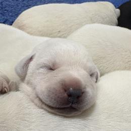 Casper - Yellow male Labrador Retriever puppy in Turner, Maine from Bear Pond Retrievers