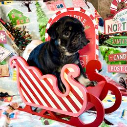 Othello - Black male Pug puppy in Ferrum, Virginia from Menagerie Magnifique Pugs & Boston Terriers