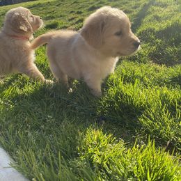 Golden Retriever Puppies from Rainy Day Goldens