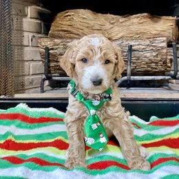 Goldendoodle Puppies from Central Texas Doodle Nest Kennel