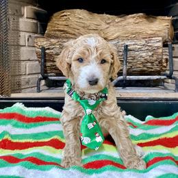 Goldendoodle Puppies from Central Texas Doodle Nest Kennel