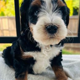 Mario - Tri-color male Bernedoodle puppy in Sandy, Oregon from MC Doodles