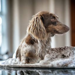 Fable - Dachshund