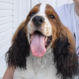 Tripp - Black white and tan male English Springer Spaniel puppy in Florida from Thunderbird Springers