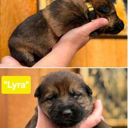 Girl 3 - Sable female German Shepherd puppy in Farmington, Maine from Pine State Shepherds