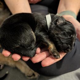 White Collar - Black and red male German Shepherd puppy in Millan, Illinois from Volhouden German Shepherds