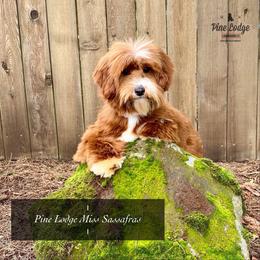 Sassy - Australian Labradoodle