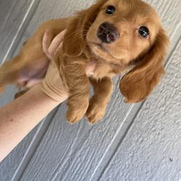 Dachshund Puppies from Long Dog Ranch