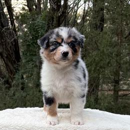 Surfer - Blue merle male Miniature American Shepherd puppy in New Mexico from Von Südwest German Shepherds and Mosaic Mini American Shepherds