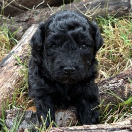 Omar - Black phantom male Aussiedoodle puppy in Oklahoma City, Oklahoma from Foneb Farm - The F1B Farm