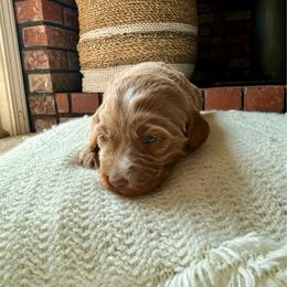 Xyla - Apricot female Goldendoodle puppy in Waterford, California from Alvdoodles
