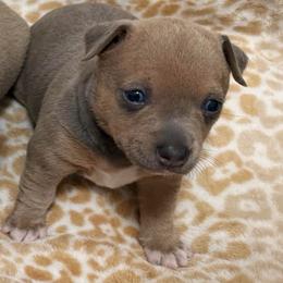 Blue fawn Tuxedo - Blue fawn and white female Teddy Roosevelt Terrier puppy in Little Elm, Texas from Stone's Teddy Roosevelt Terrier's