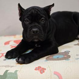 Luna - Black female Cane Corso puppy in Lancaster, California from Catanzaro Cane Corso