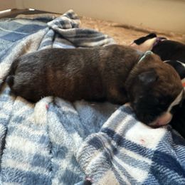 Bjorn - Brindle Boxer puppy in Rochester, Washington from Holly's Boxers of Rochester
