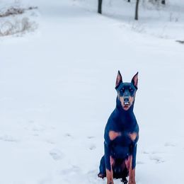 Doberman Pinscher Puppies from Cumplido Dobermans